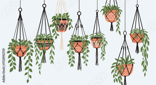 A collection of hanging potted plants displayed with macrame hangers.