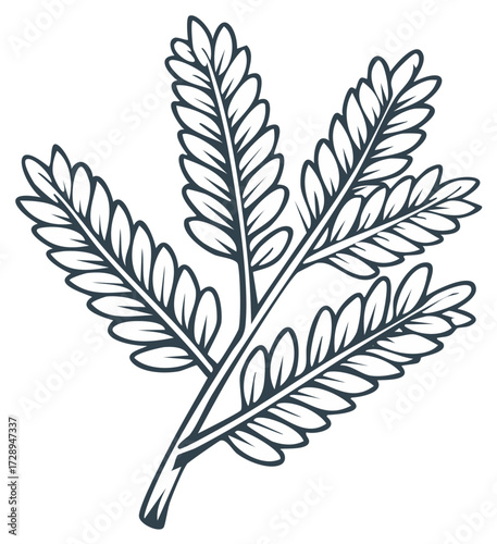 Stylized Tamarind Leaf Branch Line Art Illustration for Botanical Designs
