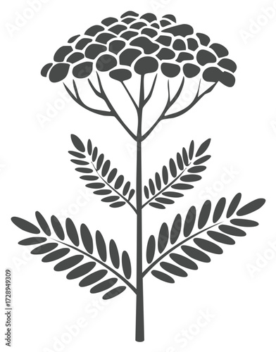 Isolated Simple Yarrow Plant Illustration with Foliage and Flower Head in Gray Tone