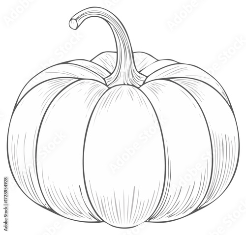 Detailed hand-drawn outline of a plump pumpkin with a curved stem and ribbed surface