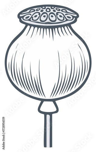 Decorative botanical illustration of a poppy seed pod in a simple line art style