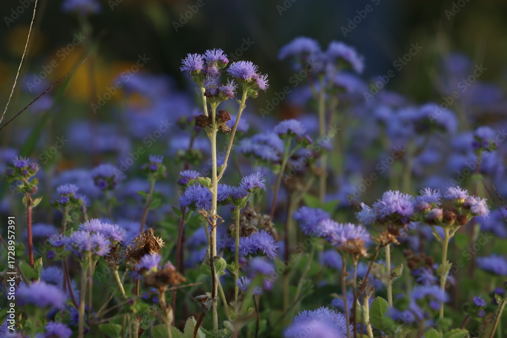 Fototapeta premium Field of Delicate Blue Flowers in Natural Light