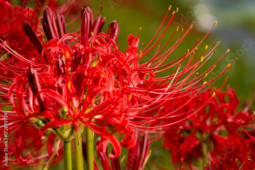 彼岸花のアップ