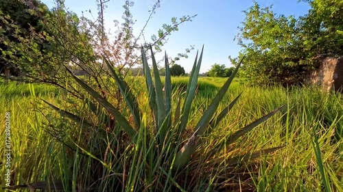 Closeup of green grassplants in rural meadow at sunrise