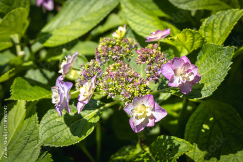 Wallpaper Mural Hydrangea flowers blooming in green garden under sunlight Torontodigital.ca