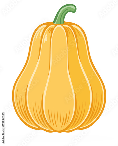 Illustrated butternut squash features warm colors, ridged surface, and curved stem suitable for autumn themes and culinary graphics.