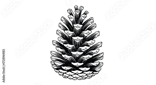 Pine cone in hand drawn sketch style vector