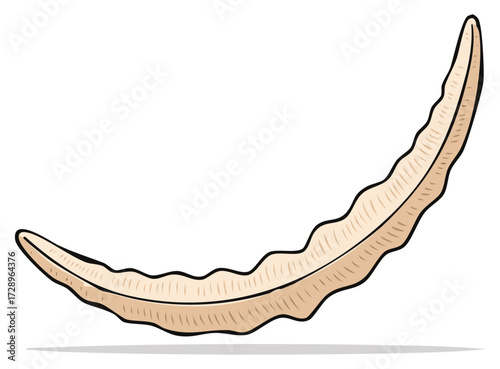 Illustration of a Singular Tamarind Pod with Curvaceous Shape and Brown Tones for Design