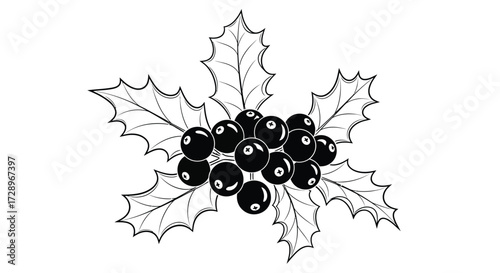 Holly berry branch, a simple black and white drawing