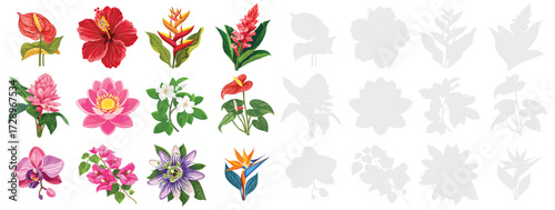 Tropical flowers set vector illustration collection of exotic blossoms, ornamental plants and floral elements isolated on white background