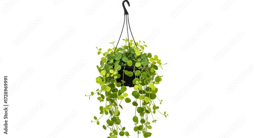 Fototapeta premium Green hanging plant with small leaves isolated on white background