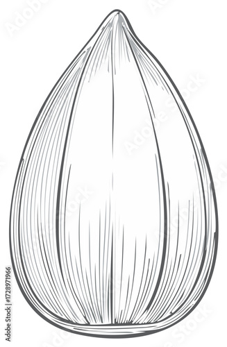 Hand drawn Seed illustration, seed drawing, grain element sketch, agriculture organic botanical drawing