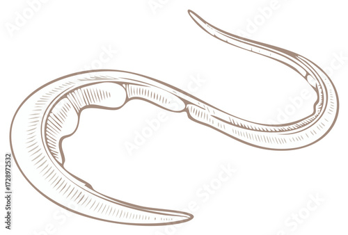 Detailed Sketch of a Nematode Worm or Roundworm for Biological Illustration