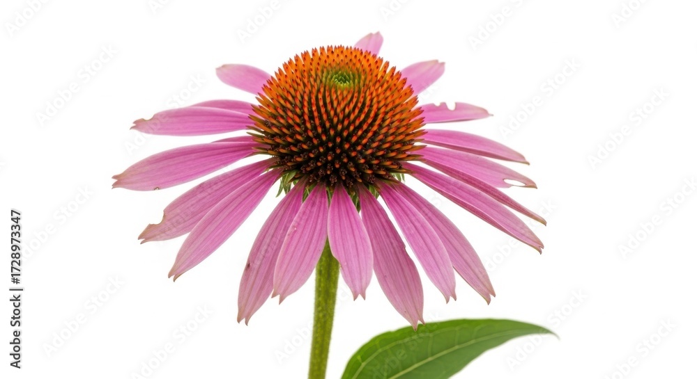 Obraz premium A single pink coneflower with a prominent orange center, isolated on a white background