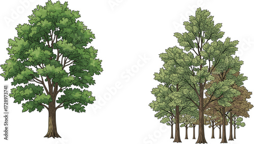 Single tree and forest grove vector illustration showing deciduous foliage, seasonal variation, and landscape design for nature and educational content