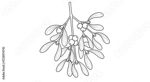 Mistletoe branch with berries, hand drawn vector