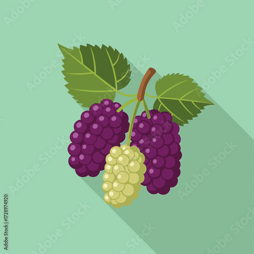Illustration of a sprig of mulberries, showing ripe purple and unripe white berries.