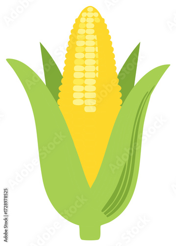 Sweet corn in husk, graphic illustration of ripe corn cob, healthy fresh produce