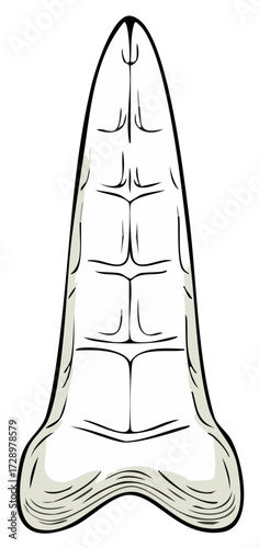 Stylized Illustration of a Great White Shark Tooth with Textured Surface