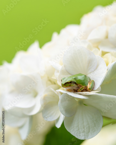 A tiny green tree frog rests quietly on the soft white petals of a hydrangea, a symbol of the rainy season. 
