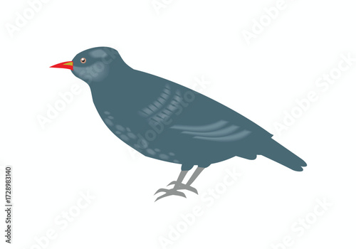 Small dark blue bird with red beak perched, isolated on white background
