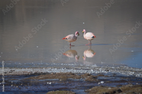 Laguna Grande y flamencos