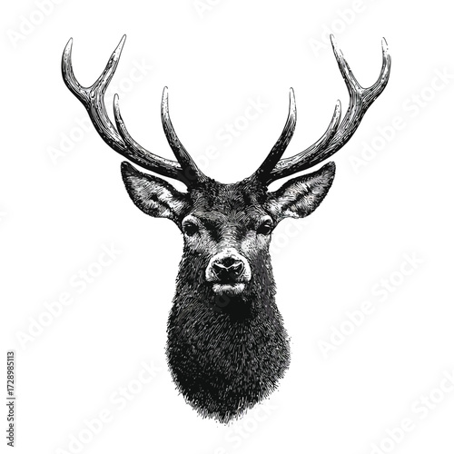 Stag Portrait (1)