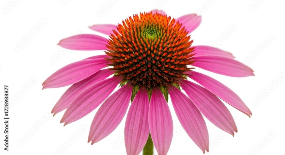Obraz premium Closeup of a vibrant pink coneflower with a spiky orange center, isolated on white background