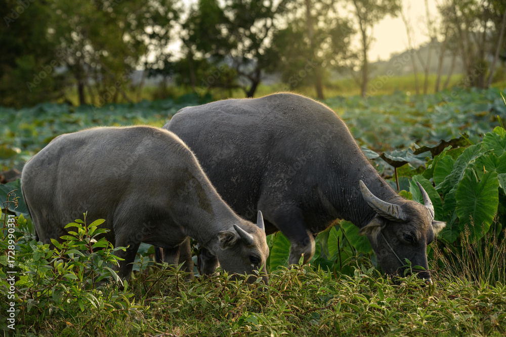Fototapeta premium Two Thai water buffalo grazing together in field.