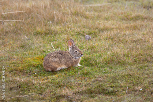 Wild rabbit in Andean páramo grassland