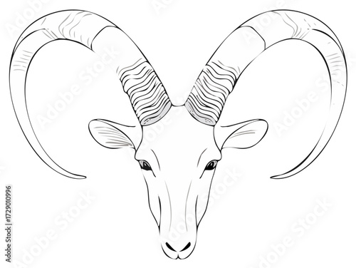 Frontal view black and white line drawing of a bighorn ram with massive horns