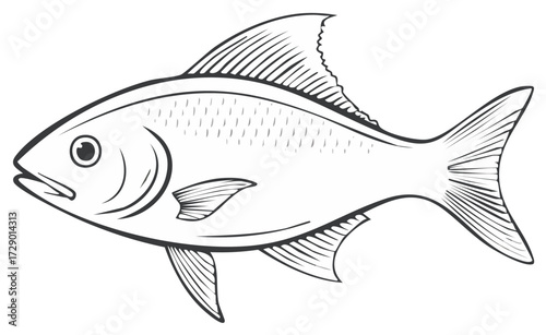 Detailed Fish Line Art Illustration Aquatic Animal with Fins and Scales Fishing Icon Freshwater Species Graphic