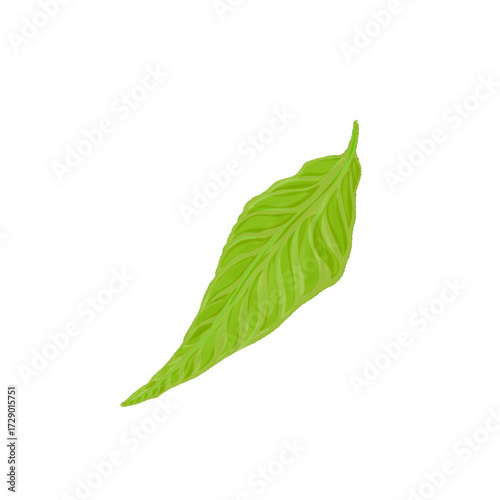 green leaf illustration without background