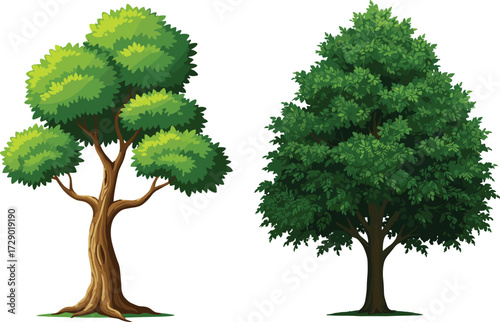 Two illustrated trees with rounded and conical green foliage, botanical vector for nature, tree comparison, seasonal change, and design themes
