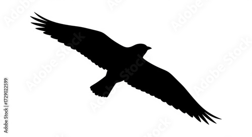 Silhouette of a bird with outstretched wings soaring through the air against a white background view from below