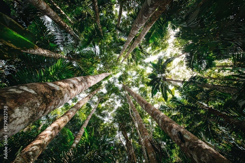 Fototapeta Naklejka Na Ścianę i Meble -  Dense Tropical Forest Canopy Viewed From Below