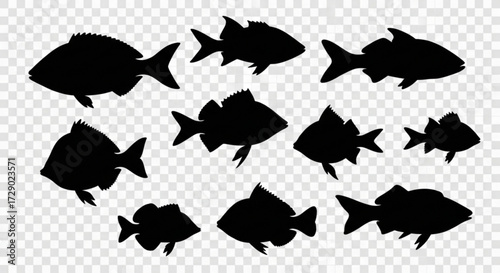 Silhouette illustration of a group of various fish species swimming in different directions together now