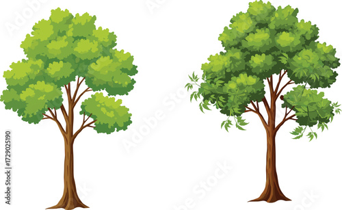 Two trees with different canopy shapes and foliage density, botanical illustration for nature, forest design, and educational comparison themes
