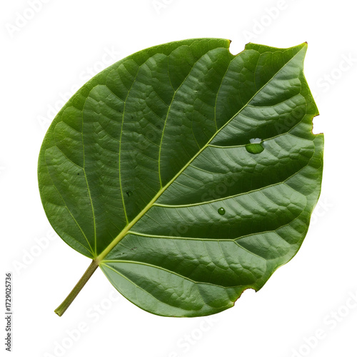 Amazon rainforest leaf isolated on white background