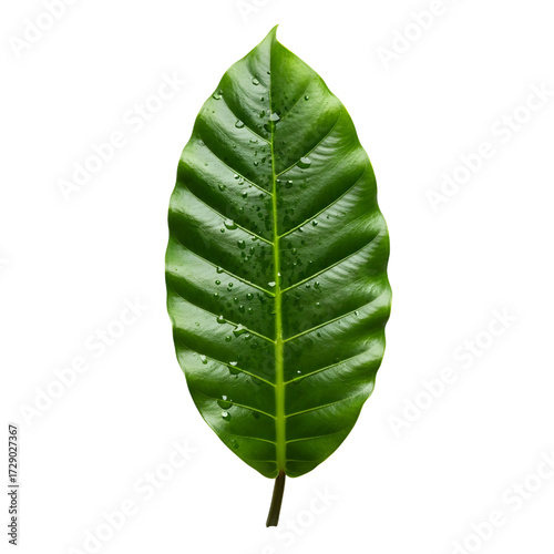 Amazon rainforest leaf isolated on white background