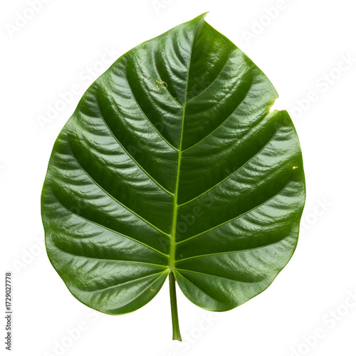 Amazon rainforest leaf isolated on white background