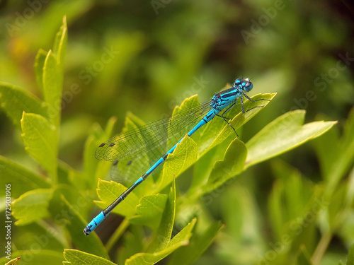 damselfly on leaf autumn garden