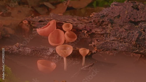 Amid misty greens, red fungi cups glow like embers on the forest floor. Their radiant hues stand out against moss and ferns, symbolizing life, renewal, and hidden beauty in the rainforest.