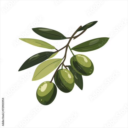 Olive branch with fruit and leaves