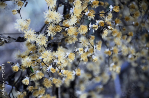 Aerial seeds of the white cambará (Vernonanthura polyanthes)