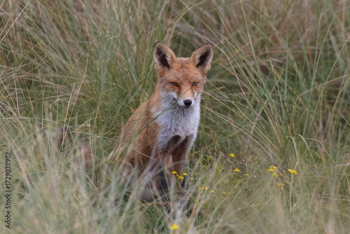 Fox in the wild among the grass. Portrait of wild fox animal.