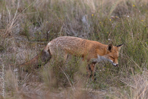 Fox in the wild among the grass. Portrait of wild fox animal.