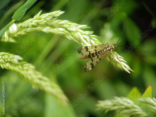 scorpionfly on leaf summer garden