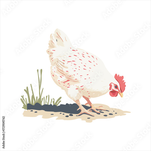vector White hen foraging