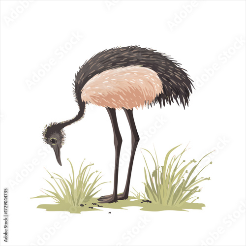 A  ostrich-like bird foraging in grass